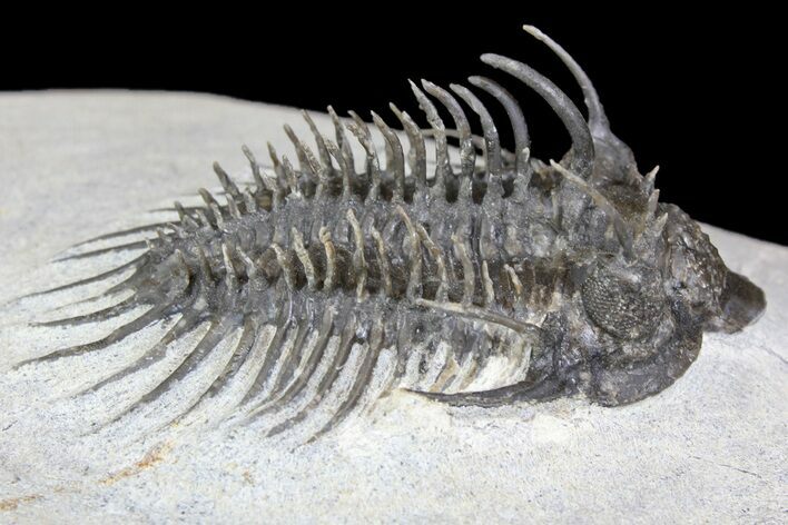 Bargain, Spiny Comura Trilobite - Composite Spines #138975